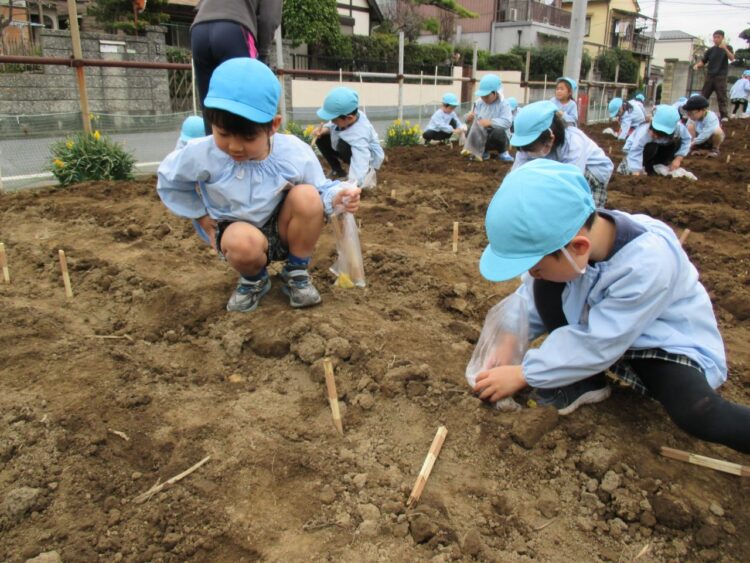 2018.3.5
じゃがいも種芋植え
(年中組)