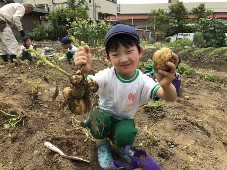 じゃがいも掘り体験