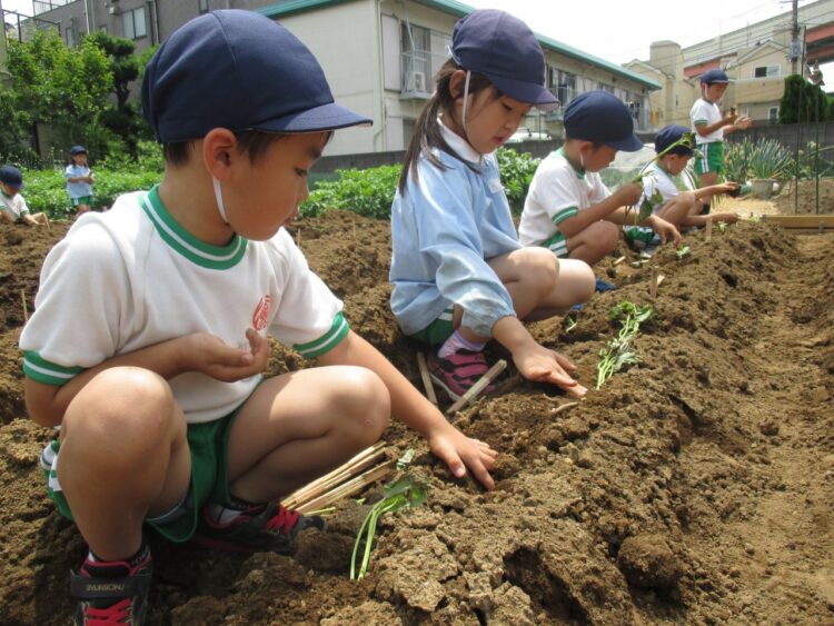 2018.5.17
さつまいも苗植え
(年長組）