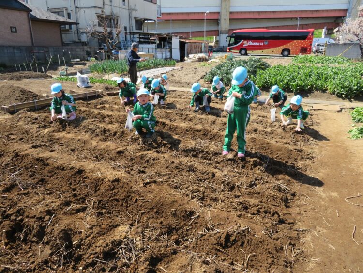 2019.3.14　
じゃがいも種芋植え
（年中組）