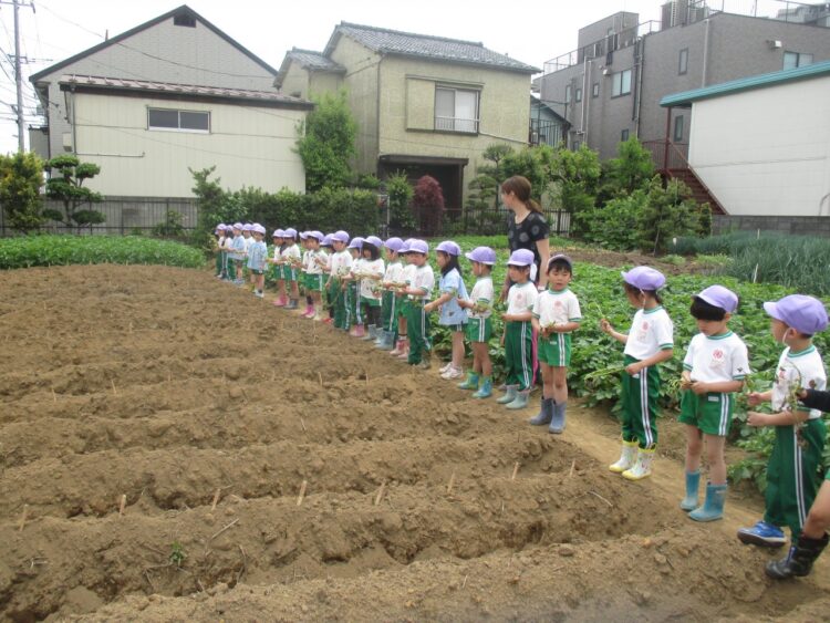 2019.5.20
さつまいも苗植え
（年長組）