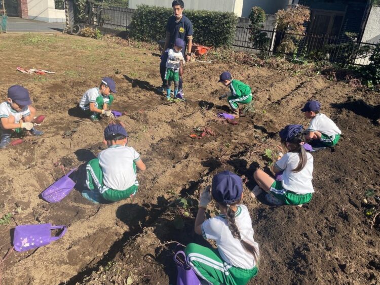 2022.11.3
さつまいも堀り（年長組）