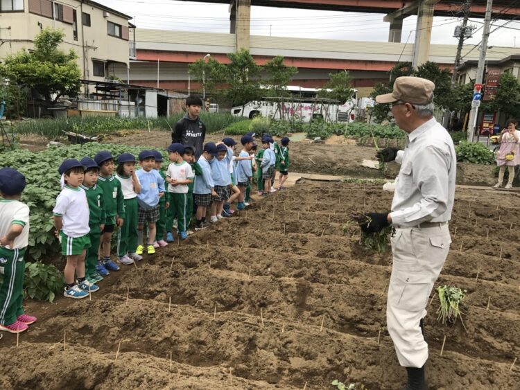 サツマイモ苗植え体験          (年長組)